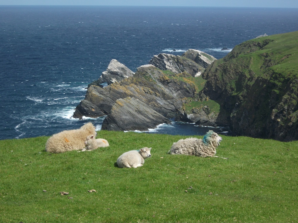 Metamorphic rocks at Hermaness, Unst, Shetland