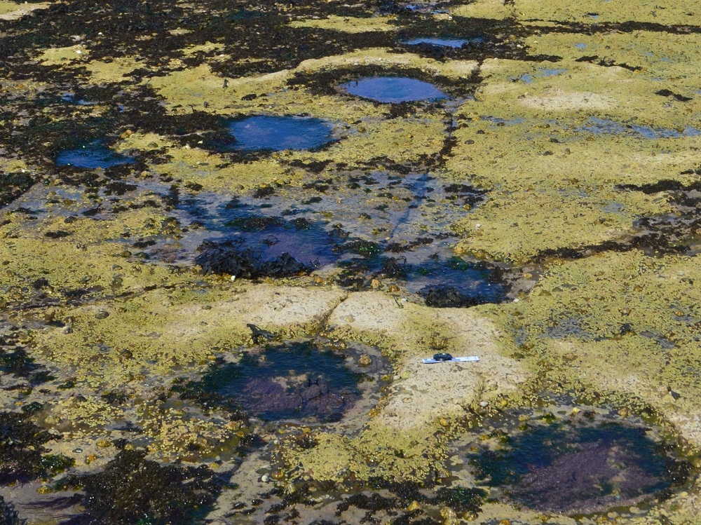 Duntulm platform. Easily accessible site with numerous trackways.