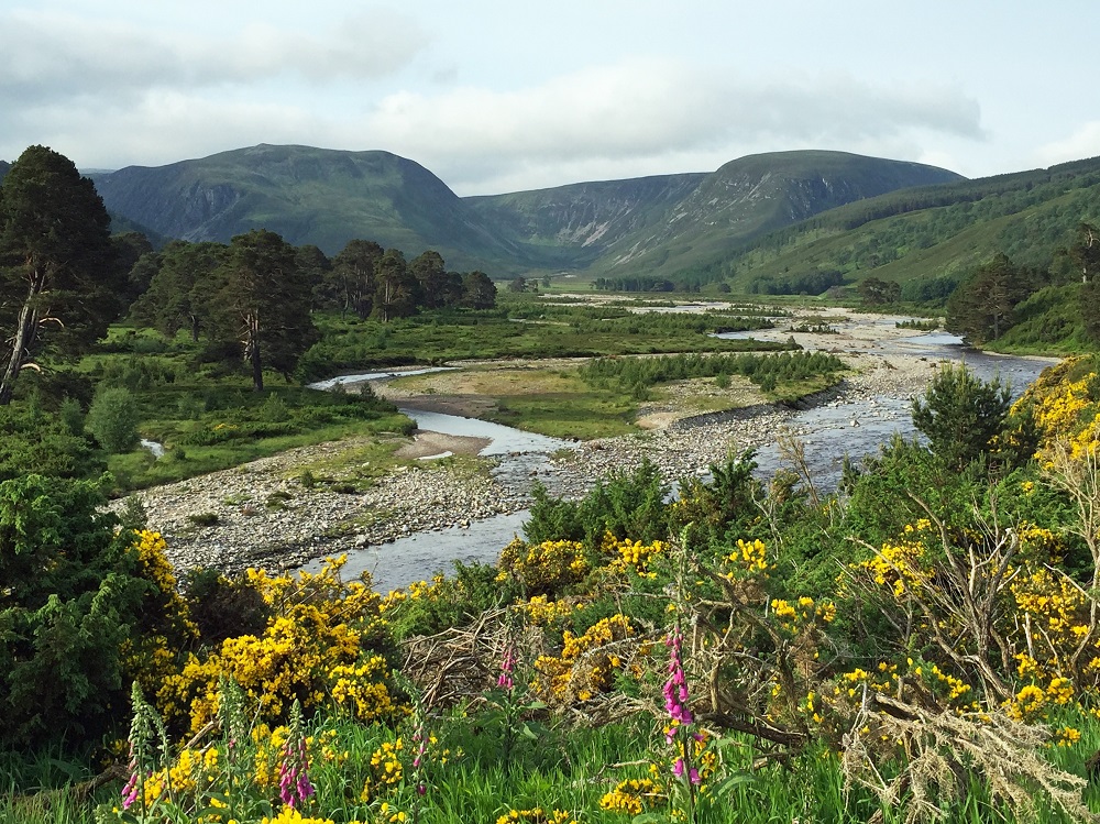 Glen Feshie