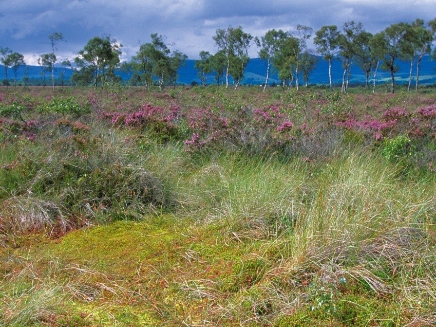 Flanders Moss NNR