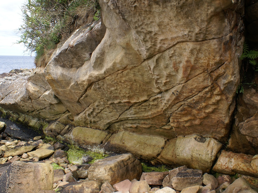 Footprints and tail trace of giant sea “scorpion” Hibbertopterus.