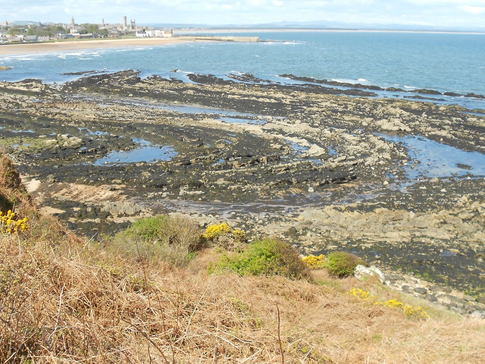 Folded Carboniferous sedimentary rocks at St. Andrews.