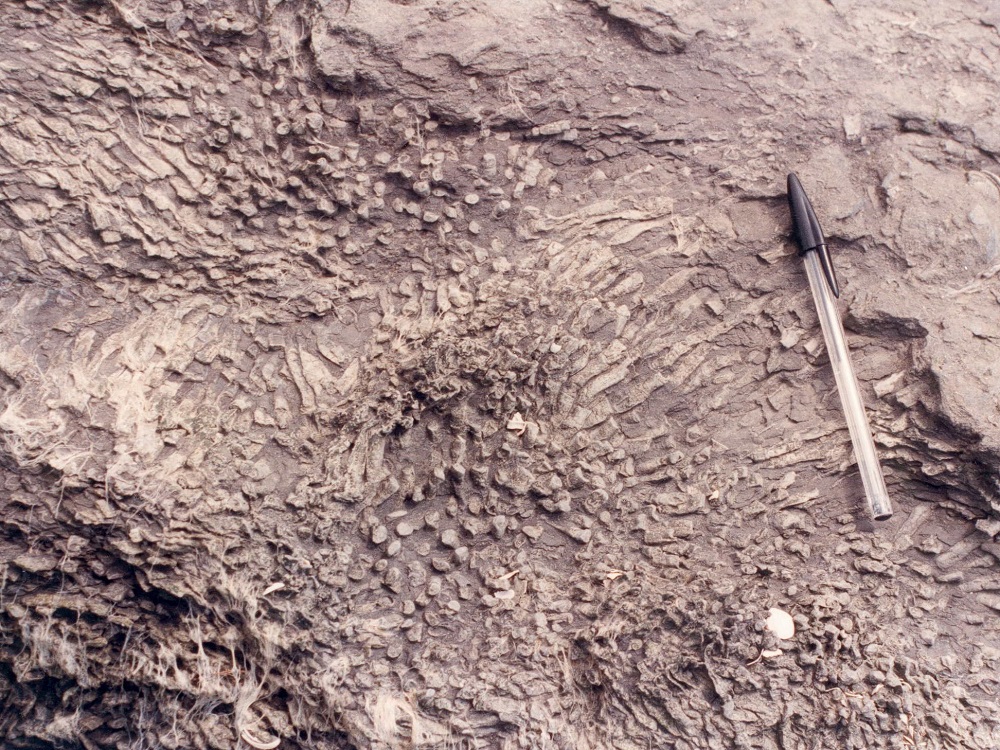 Lithostrotion coral colony and brachiopod in a limestone of the Arbigland Limestone Member, on the north side of Arbigland Bay.