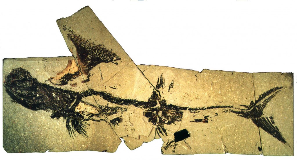 Bearsden Shark - Akmonistion zangerli