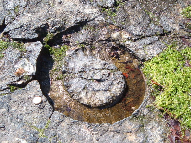 Ammonite, Isle of Mull