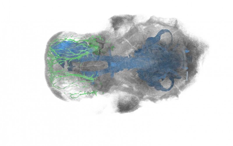 Cast of the brain cavity of a Devonian fish from Scotland.