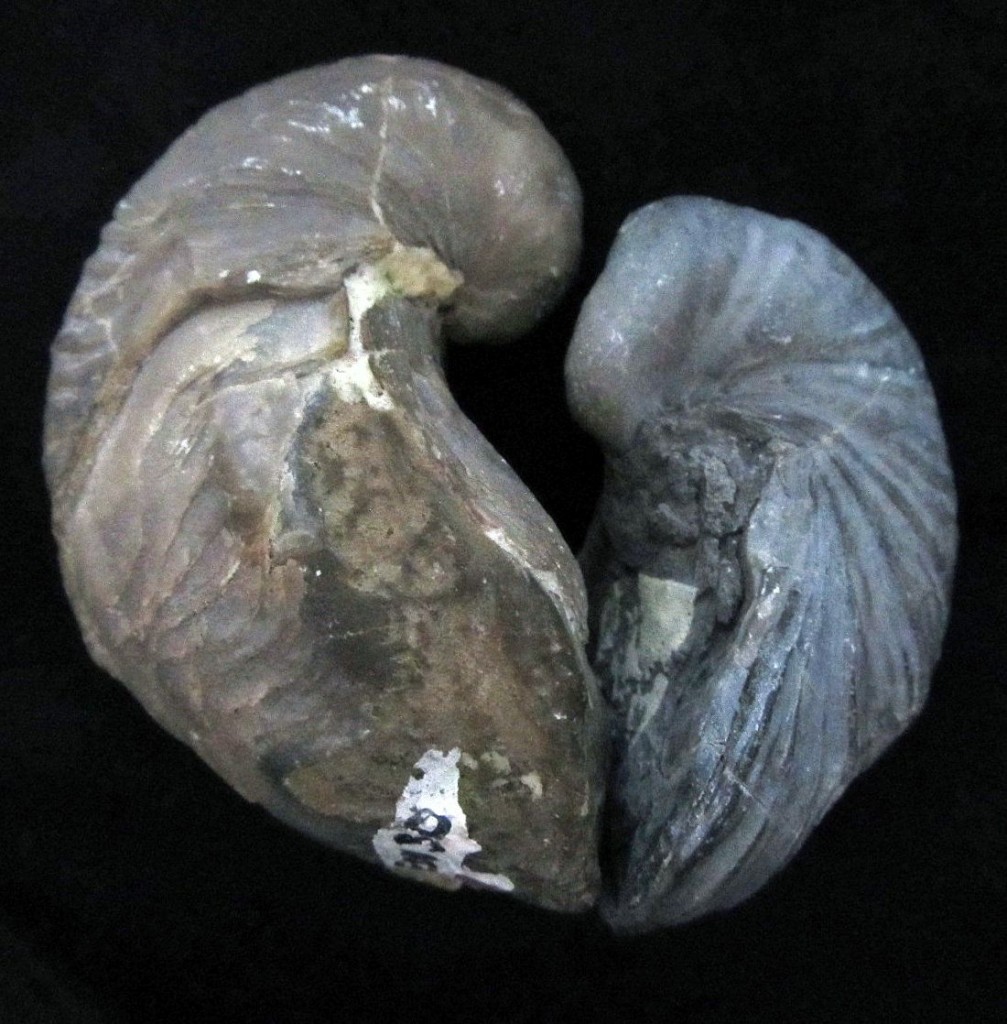Gryphaea - Jurassic oysters