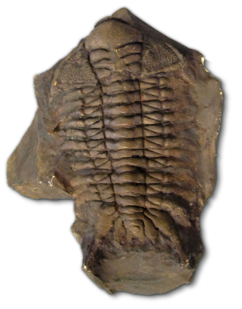 Fossil Trilobite - Hadromeros
