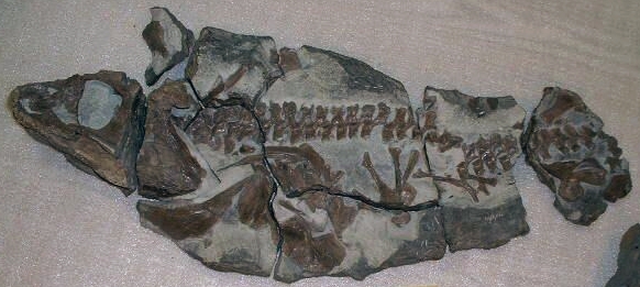 Early tetrapods - Pederpes