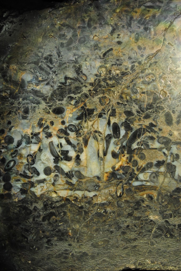 Rhynie chert
