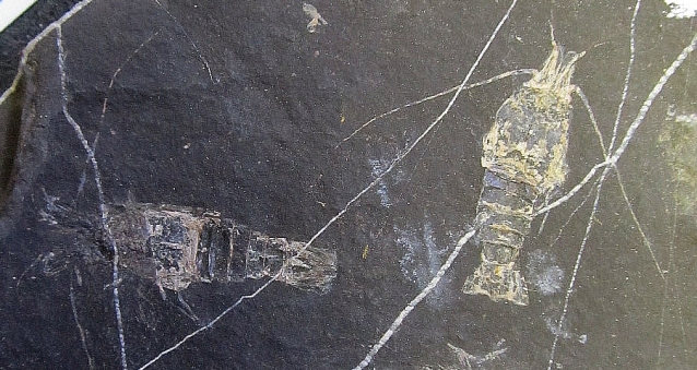 Carboniferous Shrimps - Tealliocaris