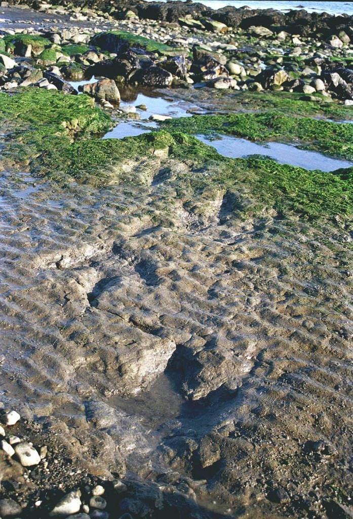 Theropod footprints, An Corran, Staffin, Isle of Skye