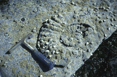 An ammonite – of Lower Jurassic age (around 190 million years old) found in intertidal exposure on the Isle of Skye.