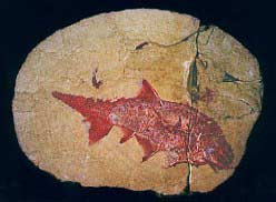 Cheirocanthus sp. – a Devonian fish from near Elgin.