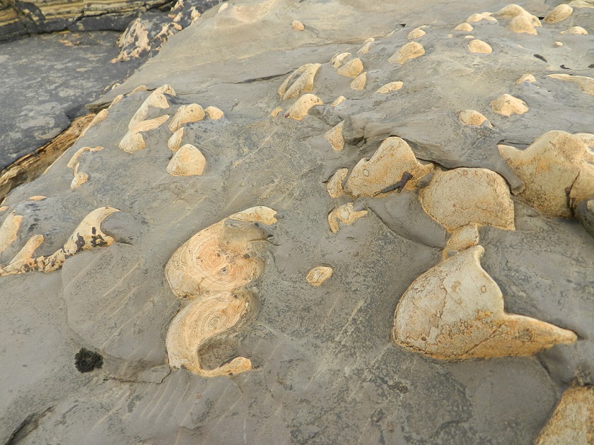 Stromatolites at Yesnaby, Orkney